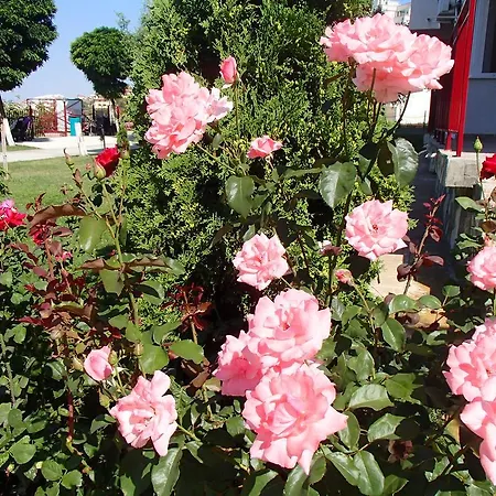 Grand Noks Apartment Sveti Vlas